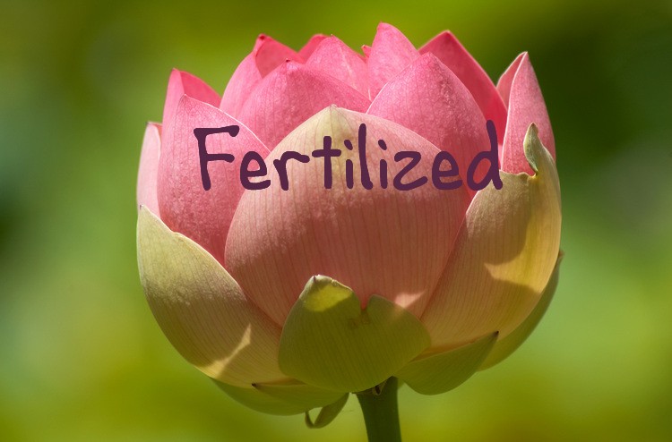 Fertilized