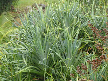 Pandanus in Queensland