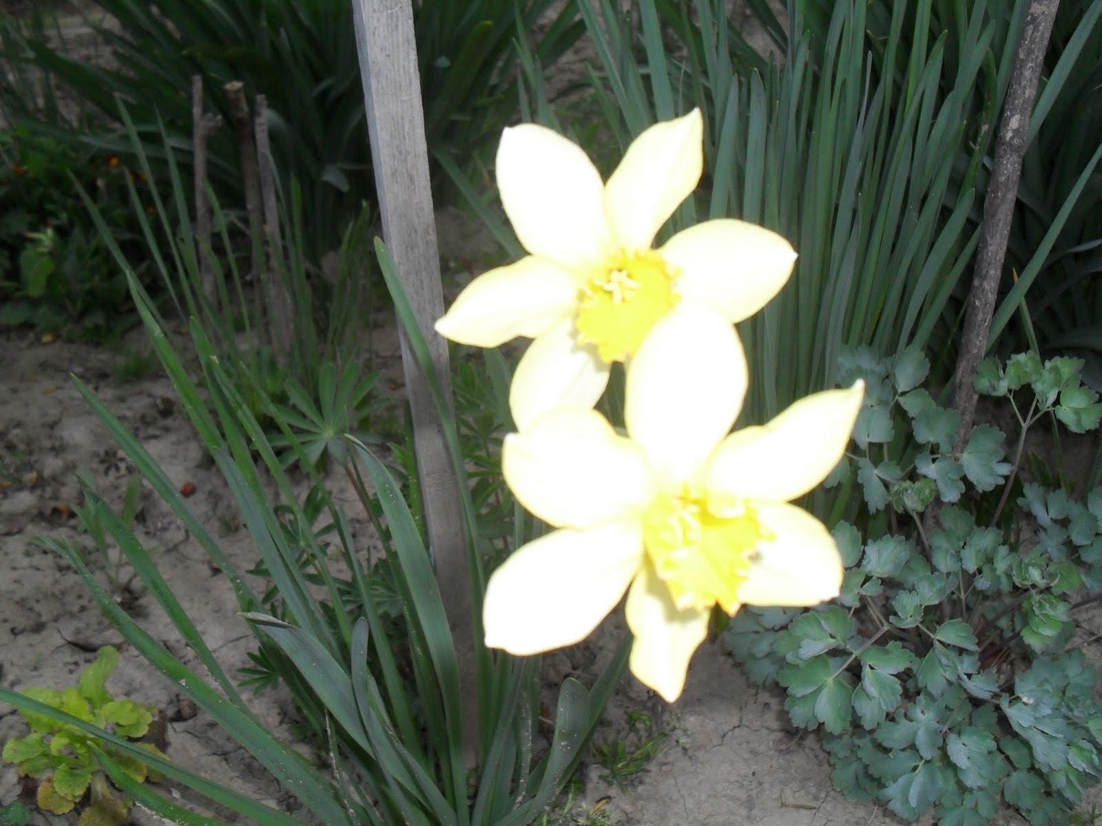 CHINAR SHADE YEMBERZAL FLOWER DECLARES THE ARRIVAL OF SPRING IN KASHMIR