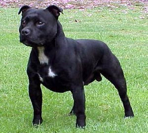 baby staffy dogs