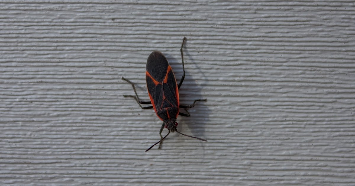 Everything Under the Sun Annoying bugs