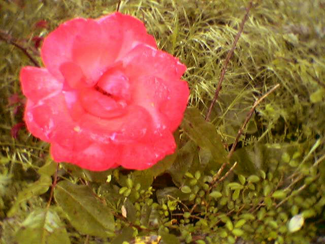 [rosa.jpg]