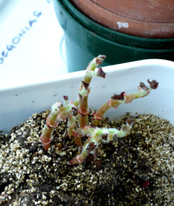 Begonias sprouting in February