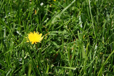 Nipping Weeds in the Bud