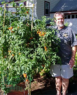 Show Us Your Tomato Supports