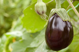 Eggplant in the Spotlight