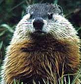 Woodchuck Woes