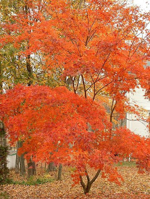 Safe Trees for Small Yards