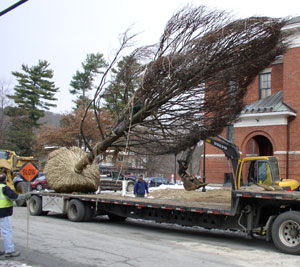 Linden tree on trailer