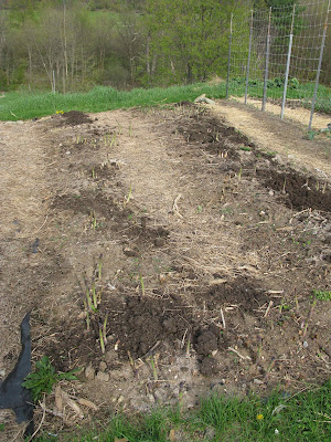 Early spring in the asparagus bed