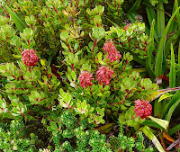 Mountain Rocket fruits (Bellendena montana), Hartz Mountains - 11th February 2008