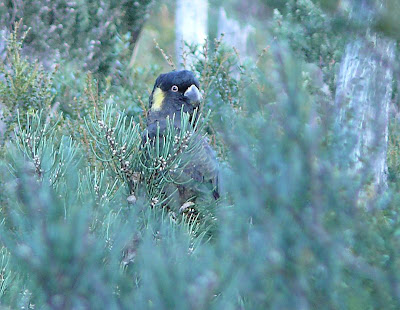Yellowtialed Black Cockatoo, Mt Wellington - 4 May 2007