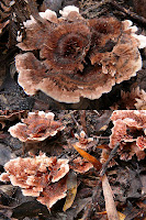 Fungus, Mountain River Trail, Wellington Range, Tasmania - 17 May 2007