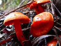 Fungi, near Tahune - 9 May 2007