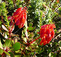 Mountain Rocket, Bellendena montana, Hartz Mountains (near peak) - 14 May 2007