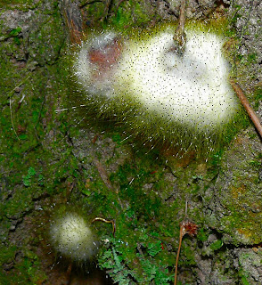 Fungus, Mt Wellington, Tasmania - 15 March 2007