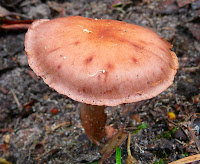 Fungi, Mt Wellington, Tasmania - 24th May 2008