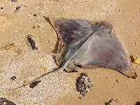 Eagle Ray, Ralphs Bay - 14th August 2008