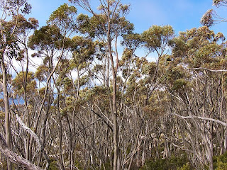 Tasmanian Snow Gums, Eucalyptus coccifera, Icehouse Track, Mt Wellington - 13th September 2008