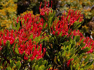 Teopea truncata, Tasmanian Waratah; Hartz Mountains - 26th January 2009