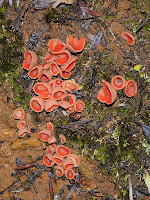 Fungi, possibly Aleuria rhenana, Mount Wellington - 17th June 2010