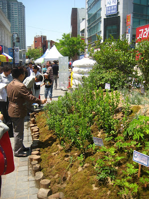 More herbs to see