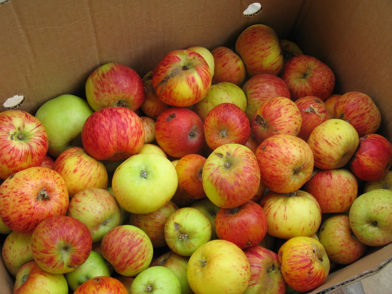 Vegan Eats & Treats! Applesauce and Apple Jelly!
