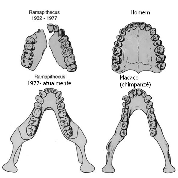 [Ramapithecus+01.JPG]