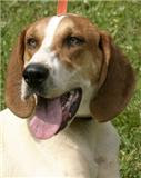 Aspen~Female English Pointer Mix~Rescued Hound Rescue Washington State~Adopt A Dog On Death Row!!