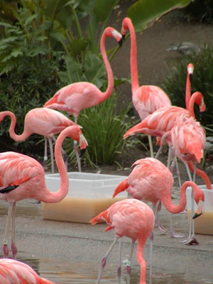 flamingos_zorate.jpg