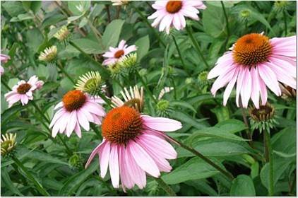 Photo:  Bee\