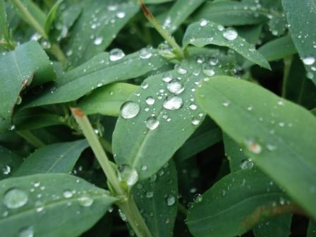 Photo:  Rain