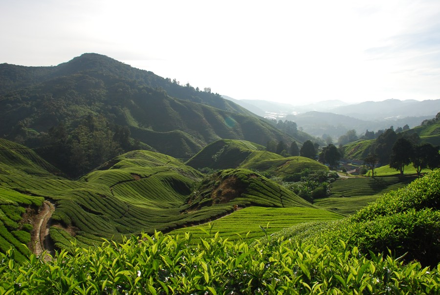 Tambi Tea Plantation, Wonosobo, Central Java, Indonesia GETAWAY TOURS