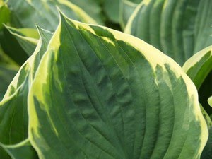 Hosta - bladlilje