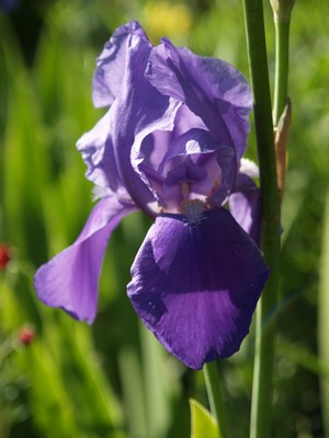 Iris germanica - hageiris
