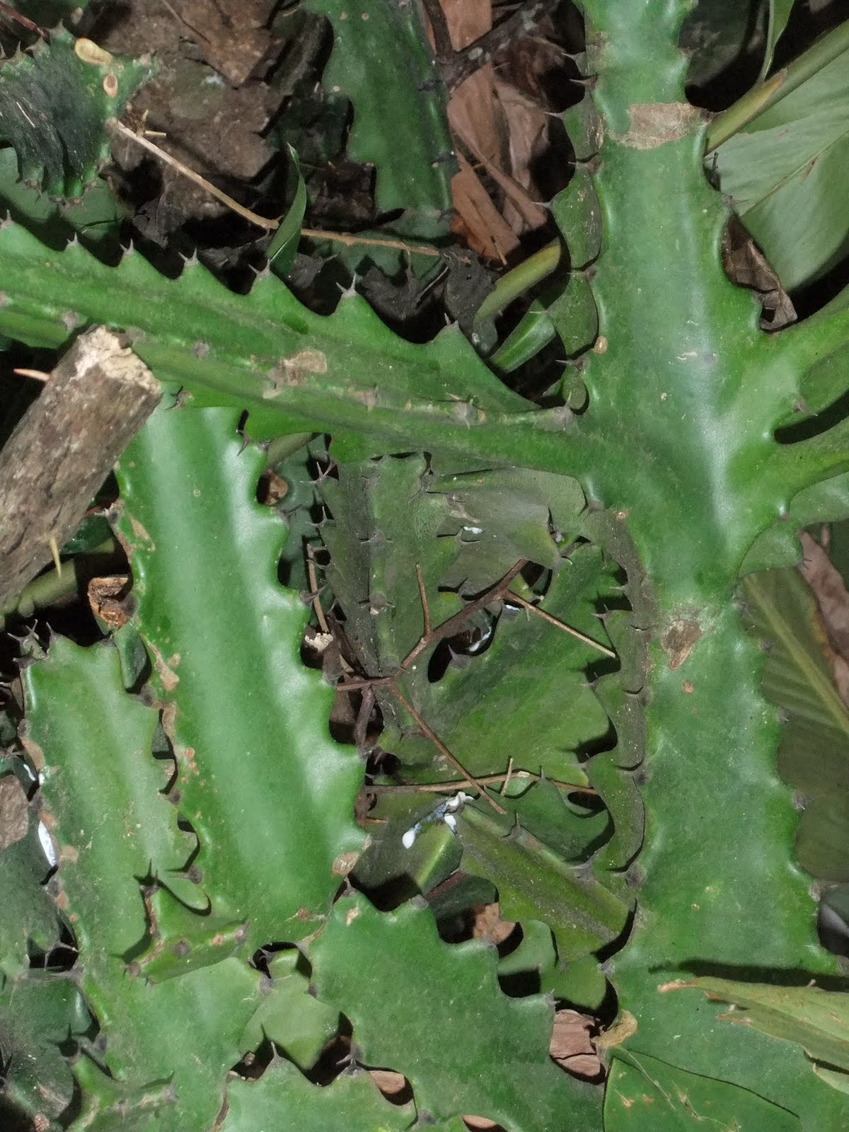 Islandscapes Euphorbia lactea