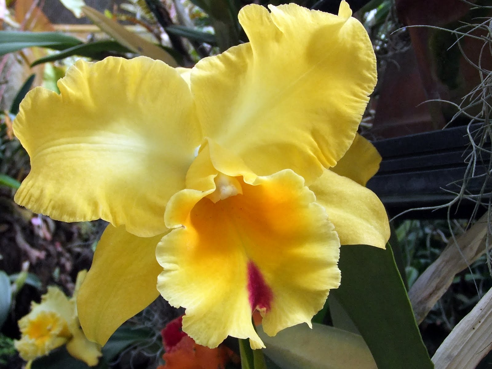 Islandscapes: American Orchid Society