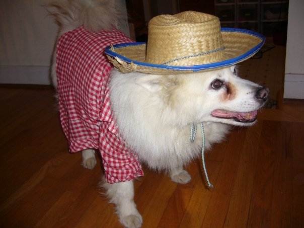 at the end the dog dies. marley and me the dog dies. at the end the dog dies.