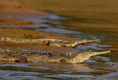 http://2.bp.blogspot.com/_gtA9bTRTE4U/Sjs6bD5ASrI/AAAAAAAAAOI/gwgwRwEihQc/s400/Gharial+pair+basking+Chambal.JPG