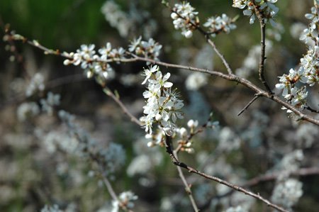 [sl�nblommor]
