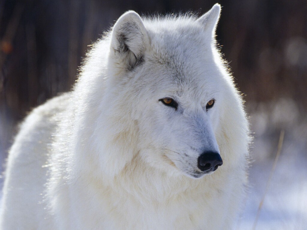 Lone White Wolf