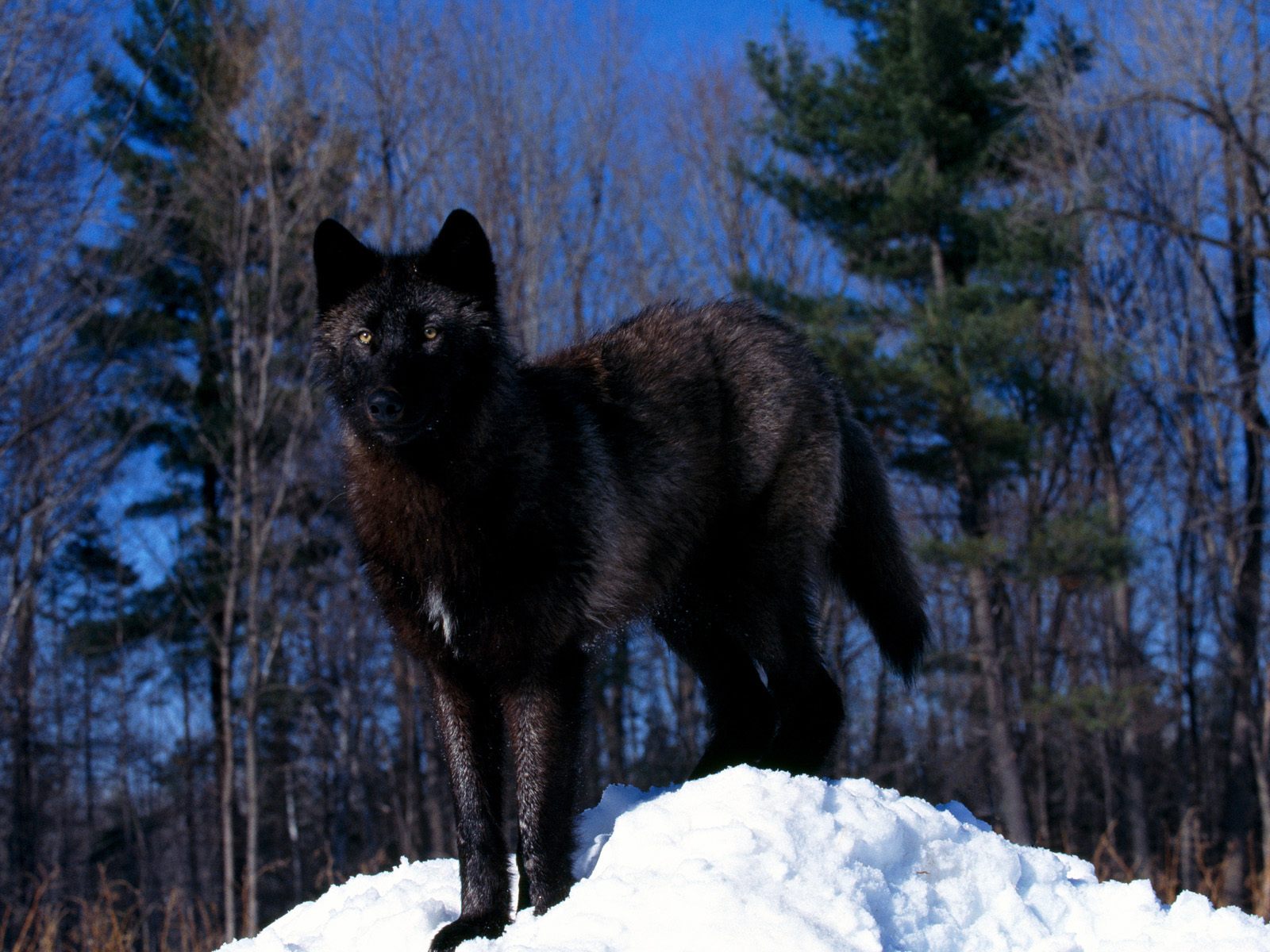 black-wolf-in-snow-pictures%5B1%5D.jpg