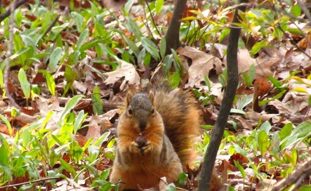 The Everyday Adventurer The Behavior Of Squirrels