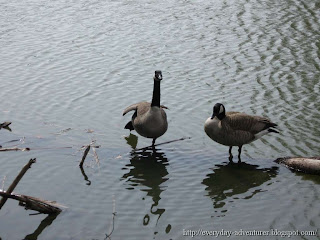 Dancing Goose