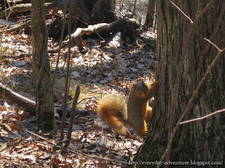 Fox Squirrel