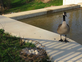 Canada Goose And Eggs