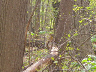 Curious Squirrel