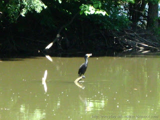 Cormorant