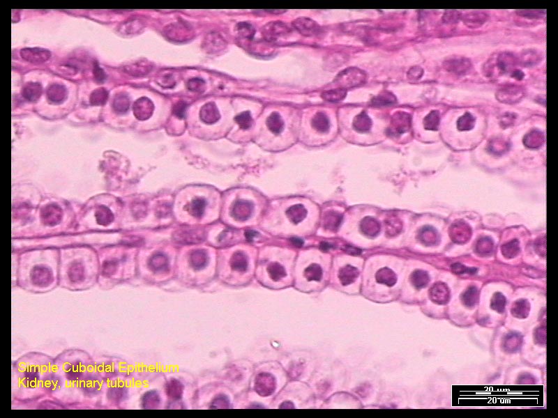 Cuboidal Epithelium Structure