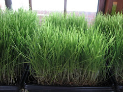 Green Wheatgrass